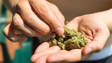 Entry Level Marijuana Jobs