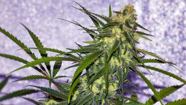 Denver Marijuana dispensary Jobs