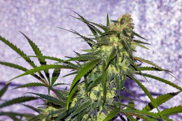 Denver Marijuana dispensary Jobs