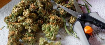 Portland Marijuana Trimming Jobs