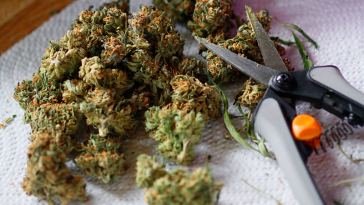 Portland Marijuana Trimming Jobs