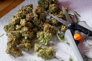 Portland Marijuana Trimming Jobs