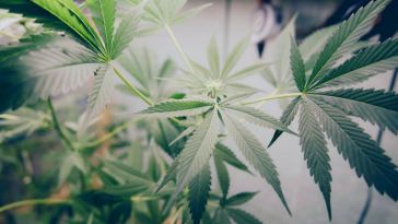 oregon marijuana jobs