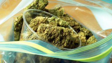 portland budtender jobs