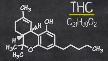 marijuana education jobs