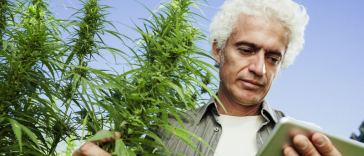 Best Marijuana Jobs for Introverts
