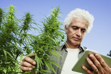 Best Marijuana Jobs for Introverts
