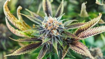 Los Angeles Marijuana Dispensary Jobs