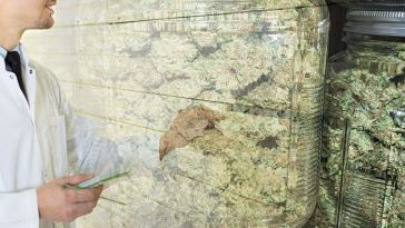 sacramento marijuana dispensary jobs