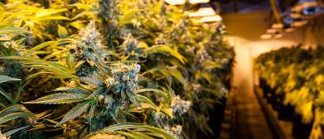 marijuana growing jobs