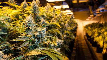 marijuana growing jobs