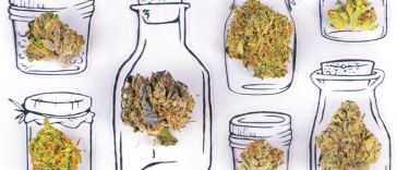 6 Tips to Becoming a Budtender