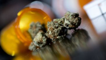 Tips for Marijuana Job Seekers