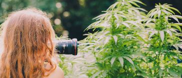 Freelance Marijuana Jobs