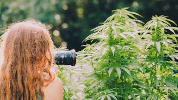 Freelance Marijuana Jobs