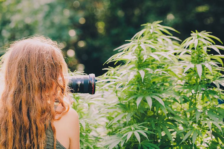 Freelance Marijuana Jobs