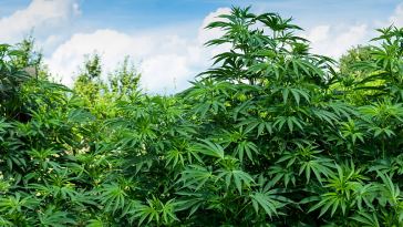 Sacramento Marijuana Jobs