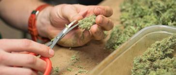 Marijuana Trimming Jobs