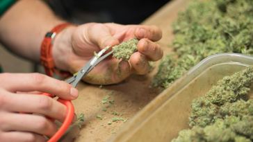 Marijuana Trimming Jobs