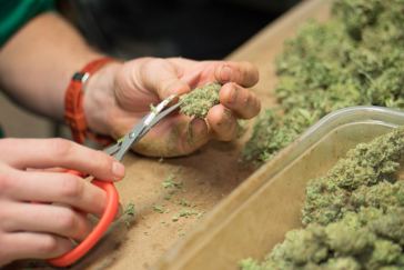 Marijuana Trimming Jobs