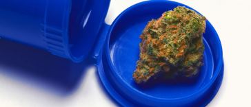 Craigslist Marijuana Jobs