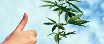 Top Five Hot New Jobs in the Legal Marijuana Industry