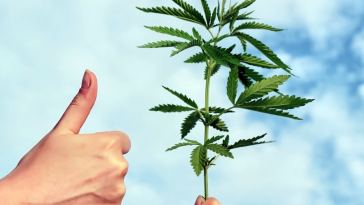 Top Five Hot New Jobs in the Legal Marijuana Industry