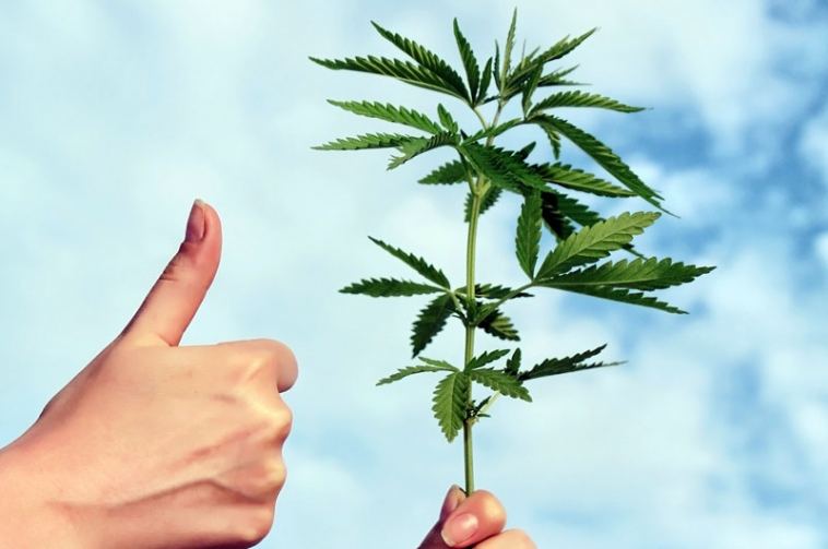 Top Five Hot New Jobs in the Legal Marijuana Industry