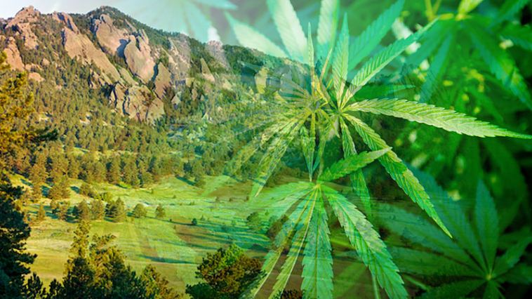 Boulder Marijuana Jobs
