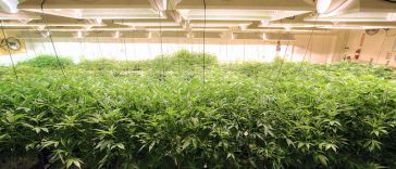 Portland Marijuana Cultivation Jobs