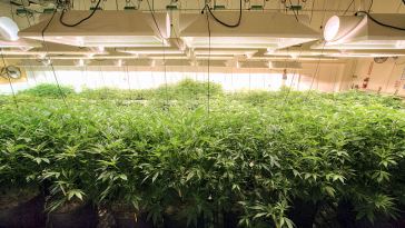 Portland Marijuana Cultivation Jobs