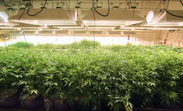 Portland Marijuana Cultivation Jobs: Growing Jobs in Portland, Oregon (OR)