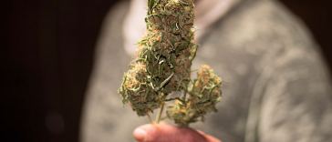 Best Marijuana Jobs for Extroverts
