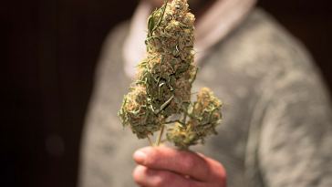 Best Marijuana Jobs for Extroverts