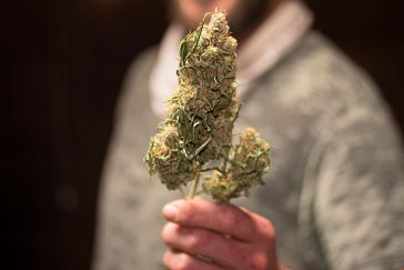 Best Marijuana Jobs for Extroverts
