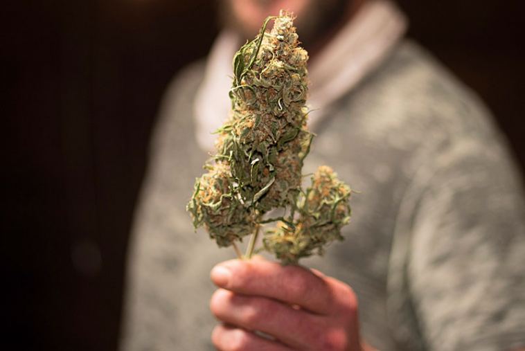 Best Marijuana Jobs for Extroverts