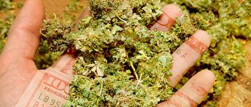 Marijuana Bud Trimmer Salaries