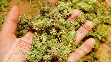 Marijuana Bud Trimmer Salaries