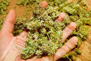 Marijuana Bud Trimmer Salaries