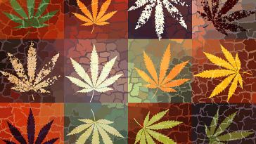 Marijuana Graphic Design Jobs