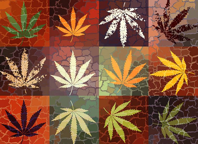 Marijuana Graphic Design Jobs
