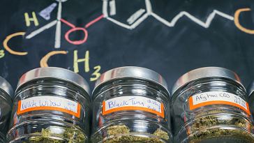 Marijuana Job Training Programs