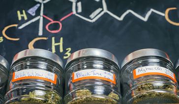 Marijuana Job Training Programs