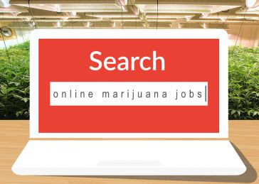 Online Marijuana Jobs