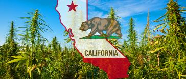 California Marijuana Jobs