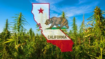 California Marijuana Jobs