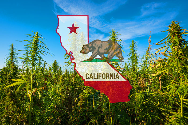 California Marijuana Jobs Top Cannabis Careers in the Golden State