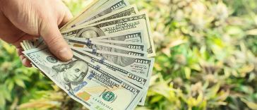 Marijuana Grower Salaries
