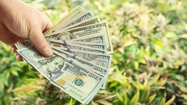 Marijuana Grower Salaries