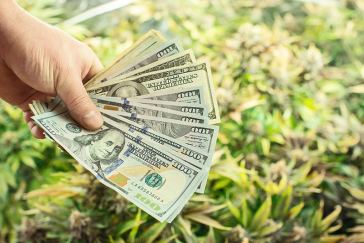 Marijuana Grower Salaries